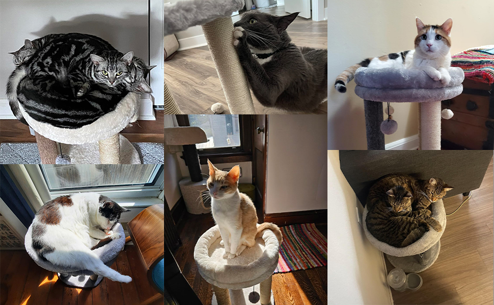 cat scratch posts