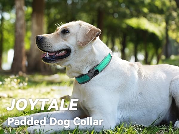 dog collar