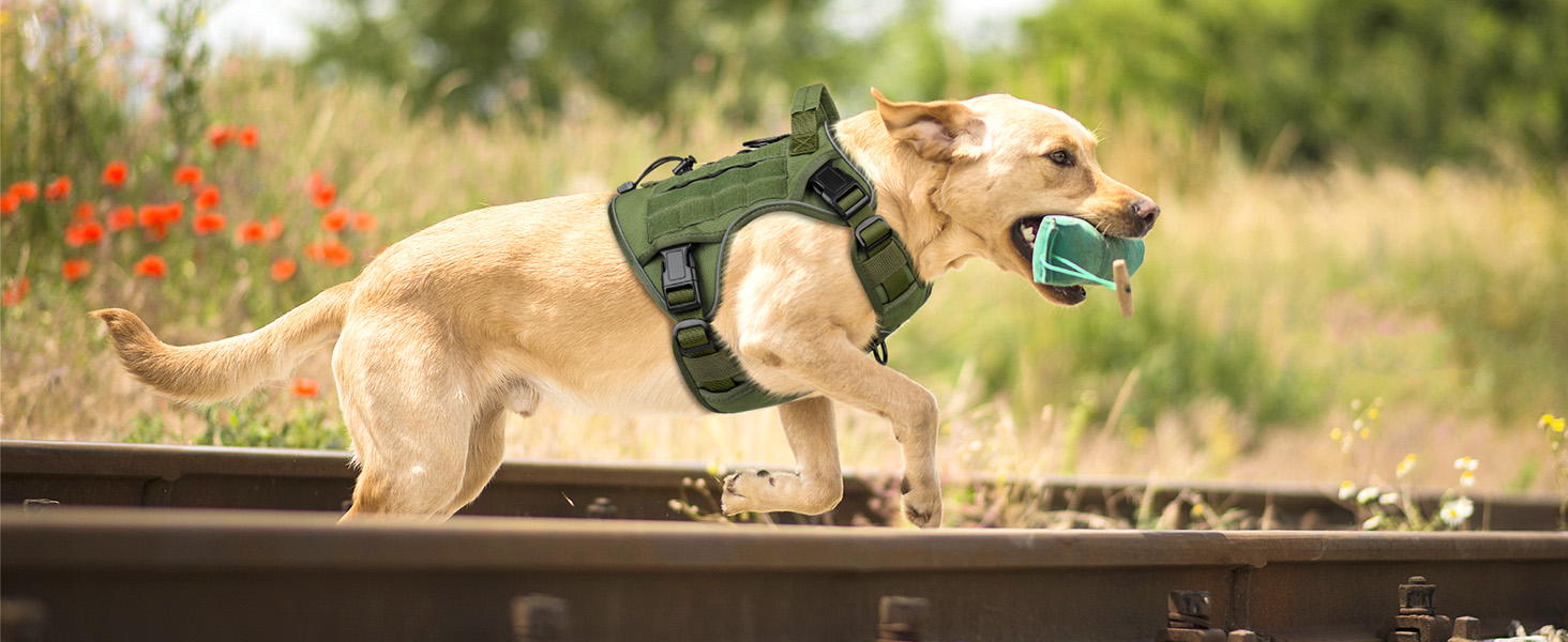 dog harness