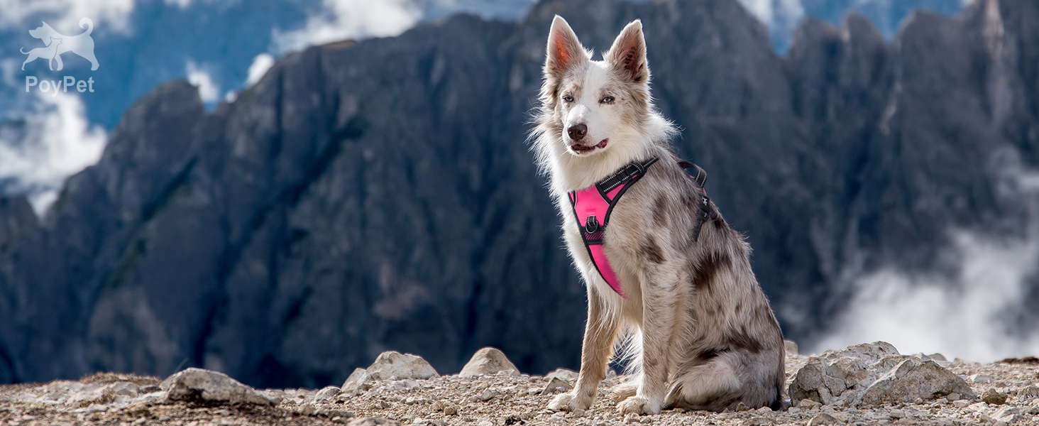 harness
