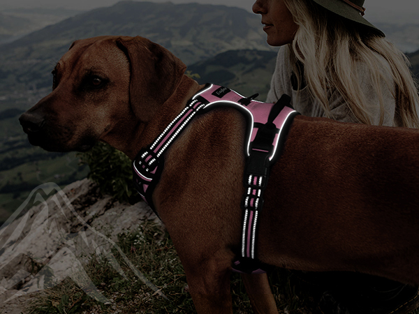 dog harness