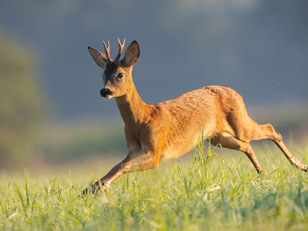 speed