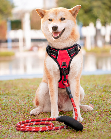 harness and leash