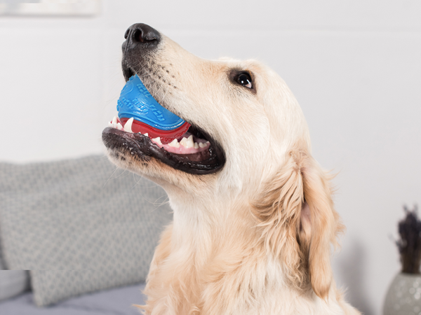 dog balls