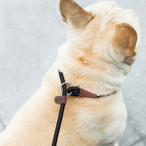 slip lead for training