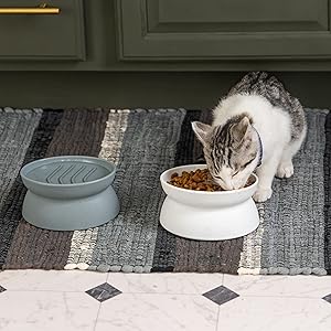 cat bowls