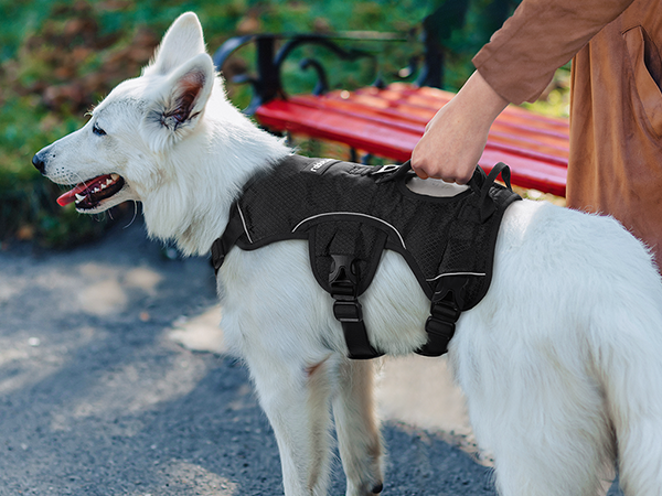 dog harness