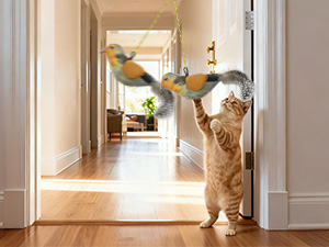 cat wand toy,cat enrichment toys,kitten supplies,cat toys flapping bird,cat toys flapping bird