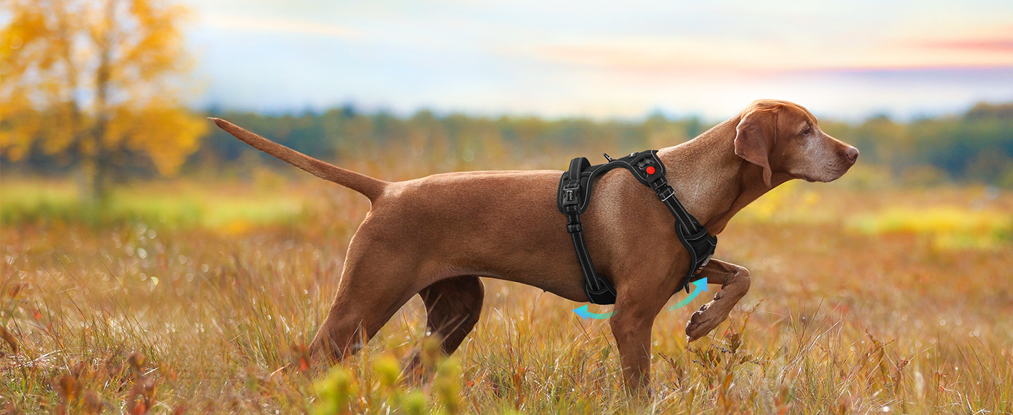 dog harness