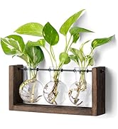 Mkono Plant Propagation Station with Wooden Stand, Wall Hanging Glass Planter Tabletop Terrarium ...