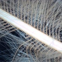 Down Feather
