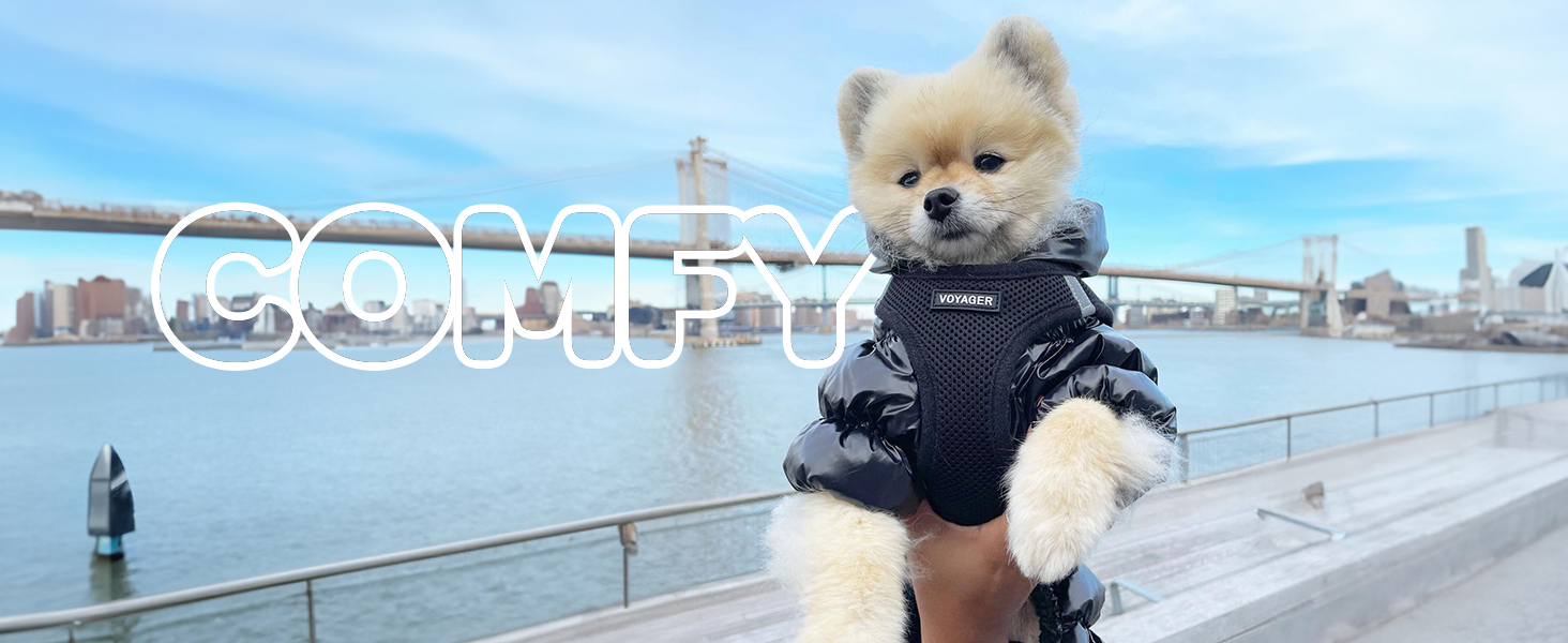 husky harness for walking