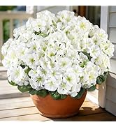 AmberFun Artificial Geraniums Flowers for Outdoors, 6 Bundles Realistic Silk Fake Geranium, No Fa...