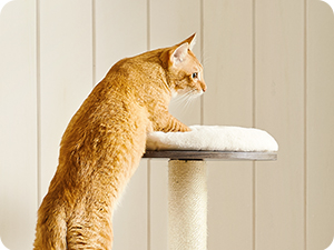 Orange tabby cat stretching to reach a white wall-mounted shelf or perch, demonstrating the product's use for pets.