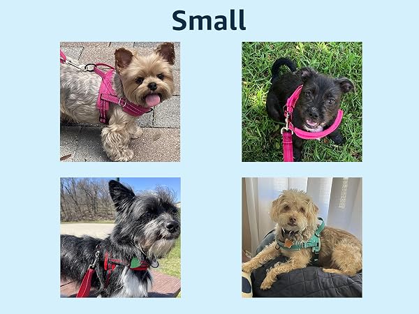 small dog harness