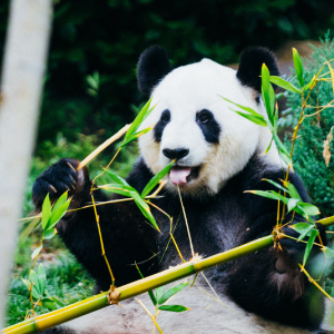 Baby Bamboo Toothbrush by Wild & Stone - Panda Friendly