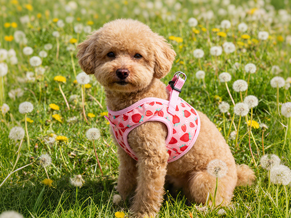 cute dog harness