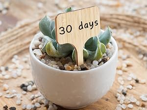 Bamboo Plant Labels
