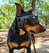 dog sunglasses