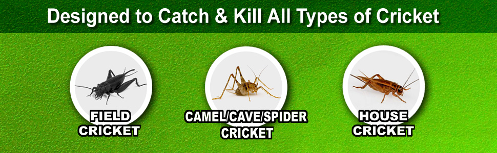 Designed to catch