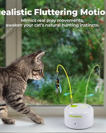 Cat TOY