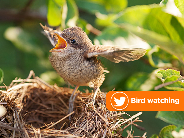 binoculars for bird watching