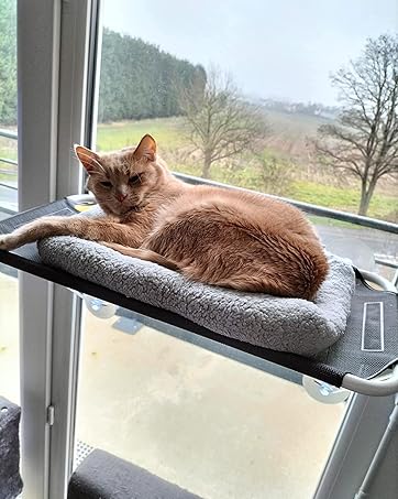 cat bed