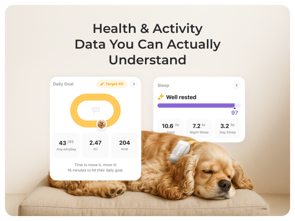 Petcube GPS Tracker for dogs