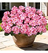 Besteek 8 Pcs 17" Artificial Geranium Flowers for Outdoors, Fake Silk Flowers UV Resistant Realis...