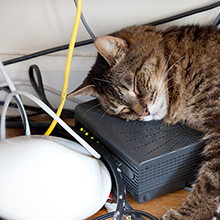 Pet Cord Protector
