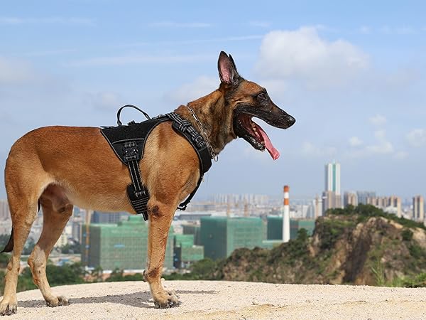dog harness black