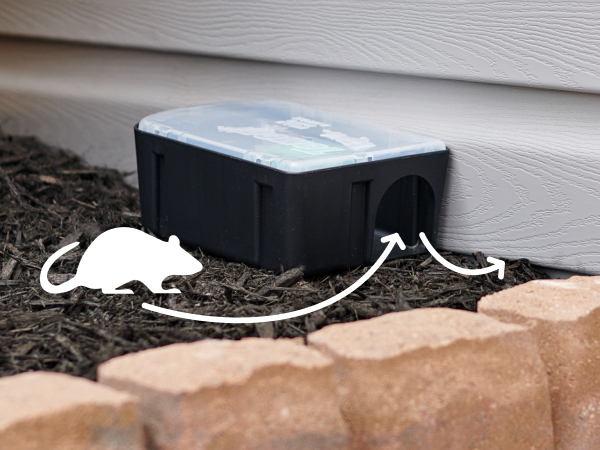 Showing rodents entering the bait station.