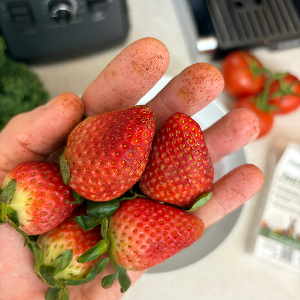 dirty strawberries ready to be washed