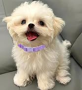 cotton pet collar
