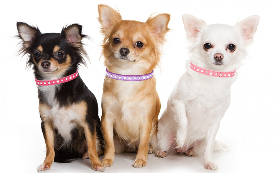 dog collars for small dogs