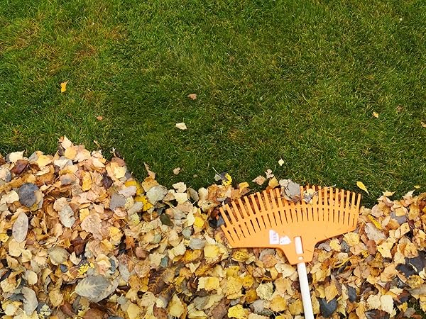 raking leaves in the backyard grass for fall lawn care season
