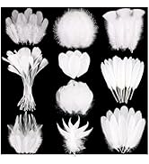 FeelfunFeather 300 pcs White Craft Feathers - 10 Style Mixed Decorative Natual Small Feather for ...
