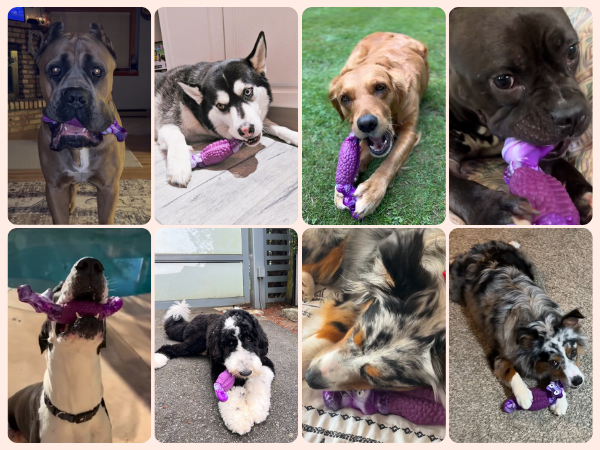 dog toys for aggressive chewers