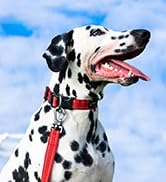EXCELLENT ELITE SPANKER Reflective Dog Collar Classic Breathable Nylon Adjustable Pet Collar with...