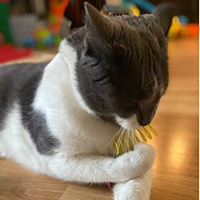 new kitten essentials springs cat toys easter Christmas gift enrichment toys for indoor cats bday