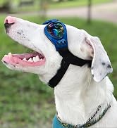 dog shades