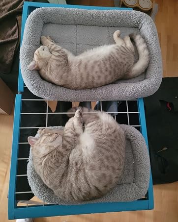 cat bed