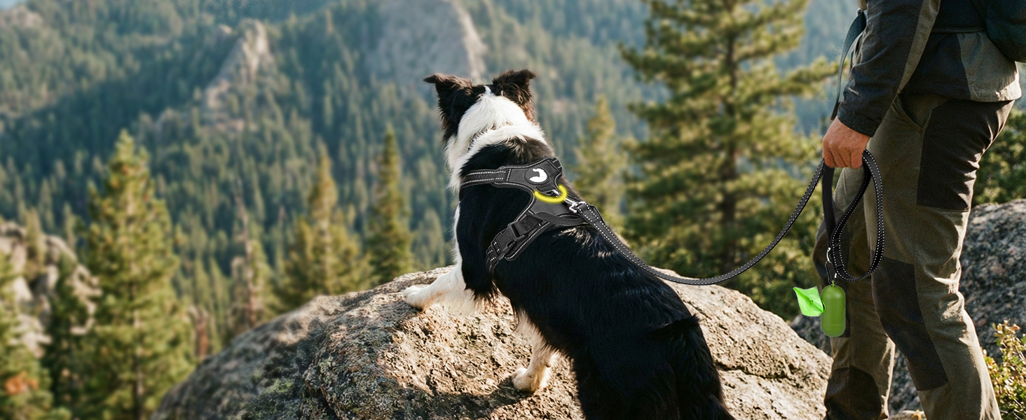 dog harness