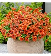 alyptus Artificial Mums for Outdoors – 12 Bundles UV Resistant Fall Flowers, Faux Outdoor Flowers...