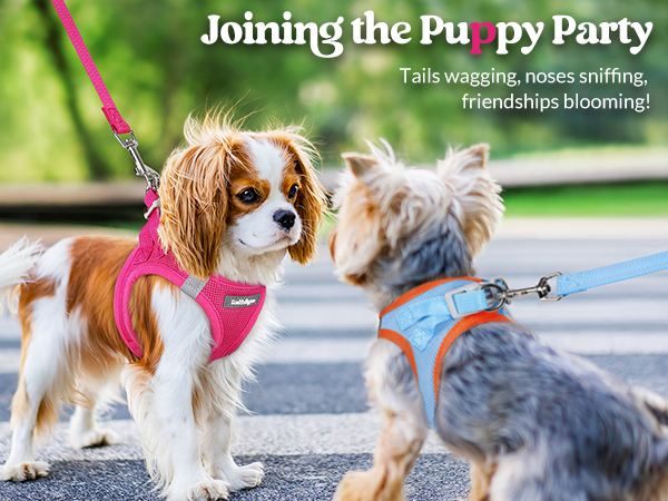 dog harness for small dog walking
