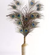 Peacock Feathers