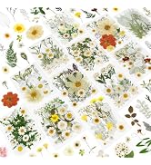 NESCCI 247 Pcs Dried Flowers for Crafts,Real Natural Dried Pressed Flowers in Soft Yellow & White...