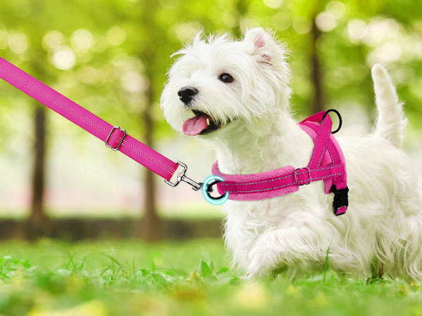 small dog harness leash set for small dogs
