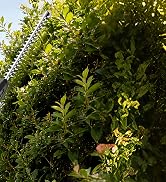 Cordless Pole Hedge Trimmer