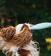 Retractable Dog Leash